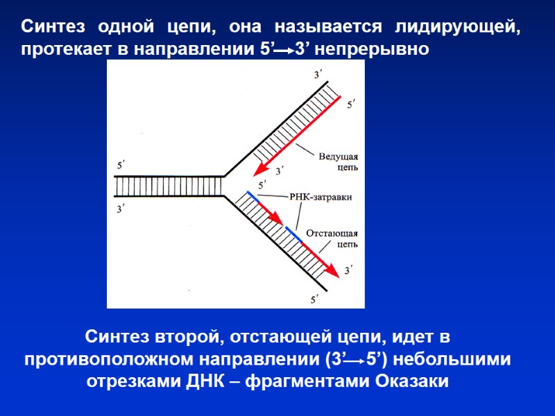 Синтез одной цепи, она называется лидирующей, протекает в направлении 5’ 3’ Синтез одной цепи, она называется лидирующей, протекает в направлении 5’ 3’